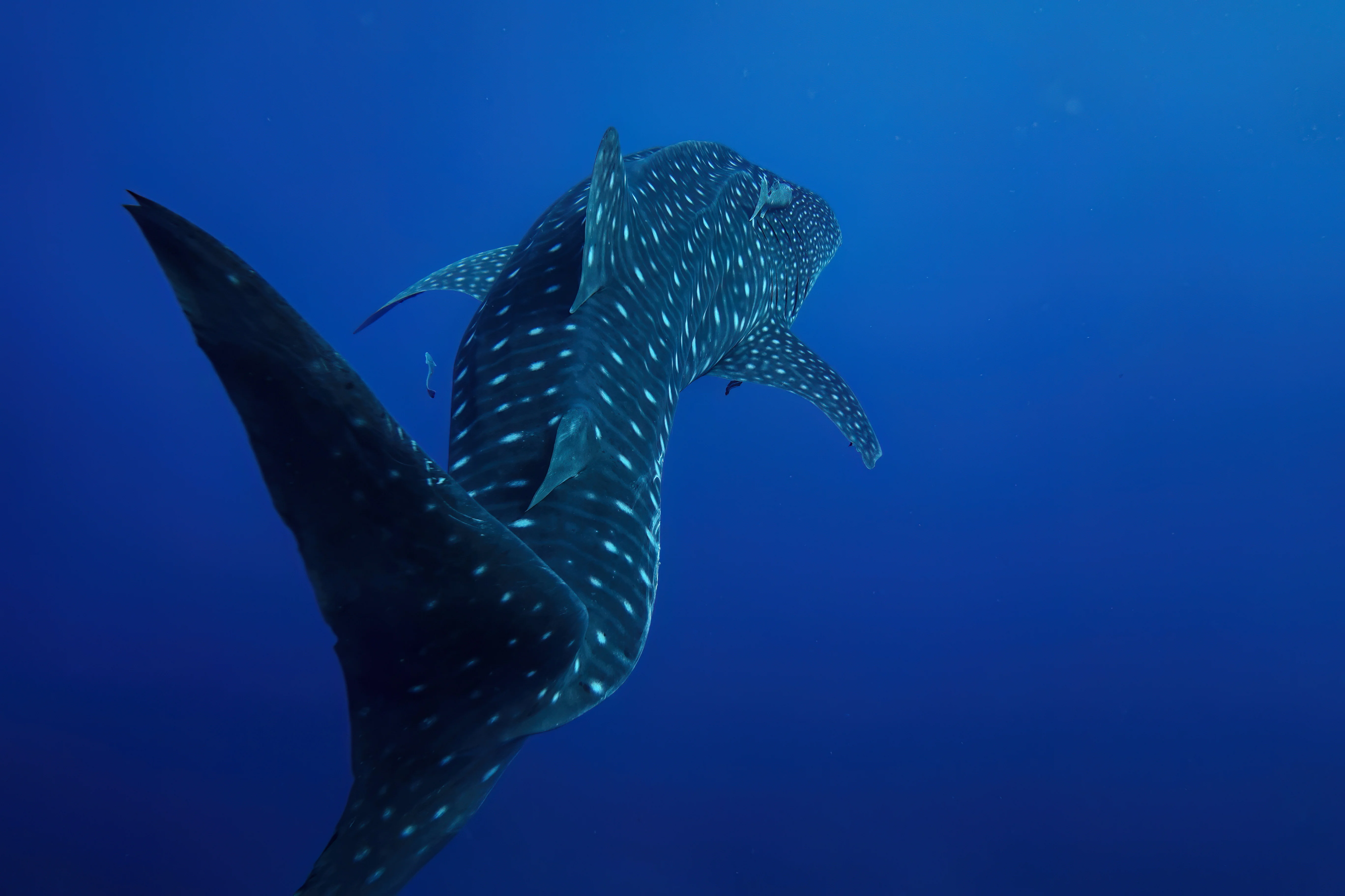 Chumphon Pinnacle