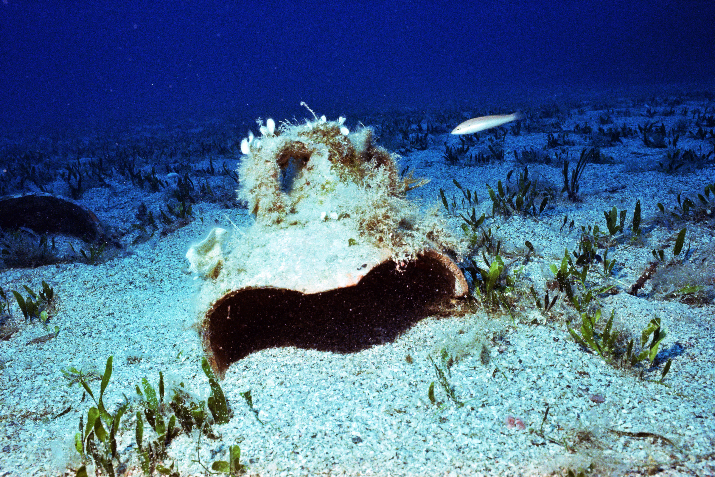 GoDIVE Mykonos diving center