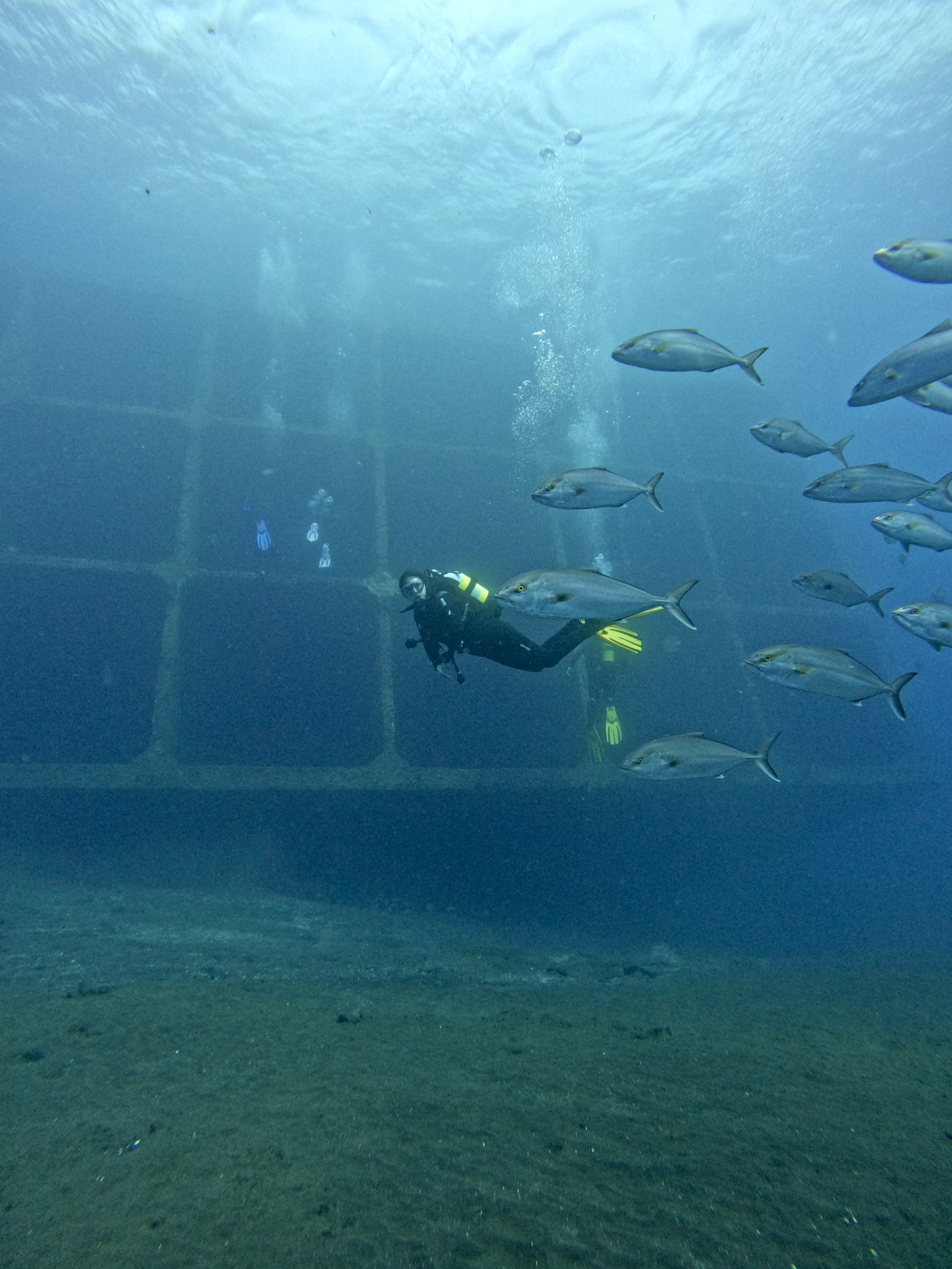 SQUATINA SUB