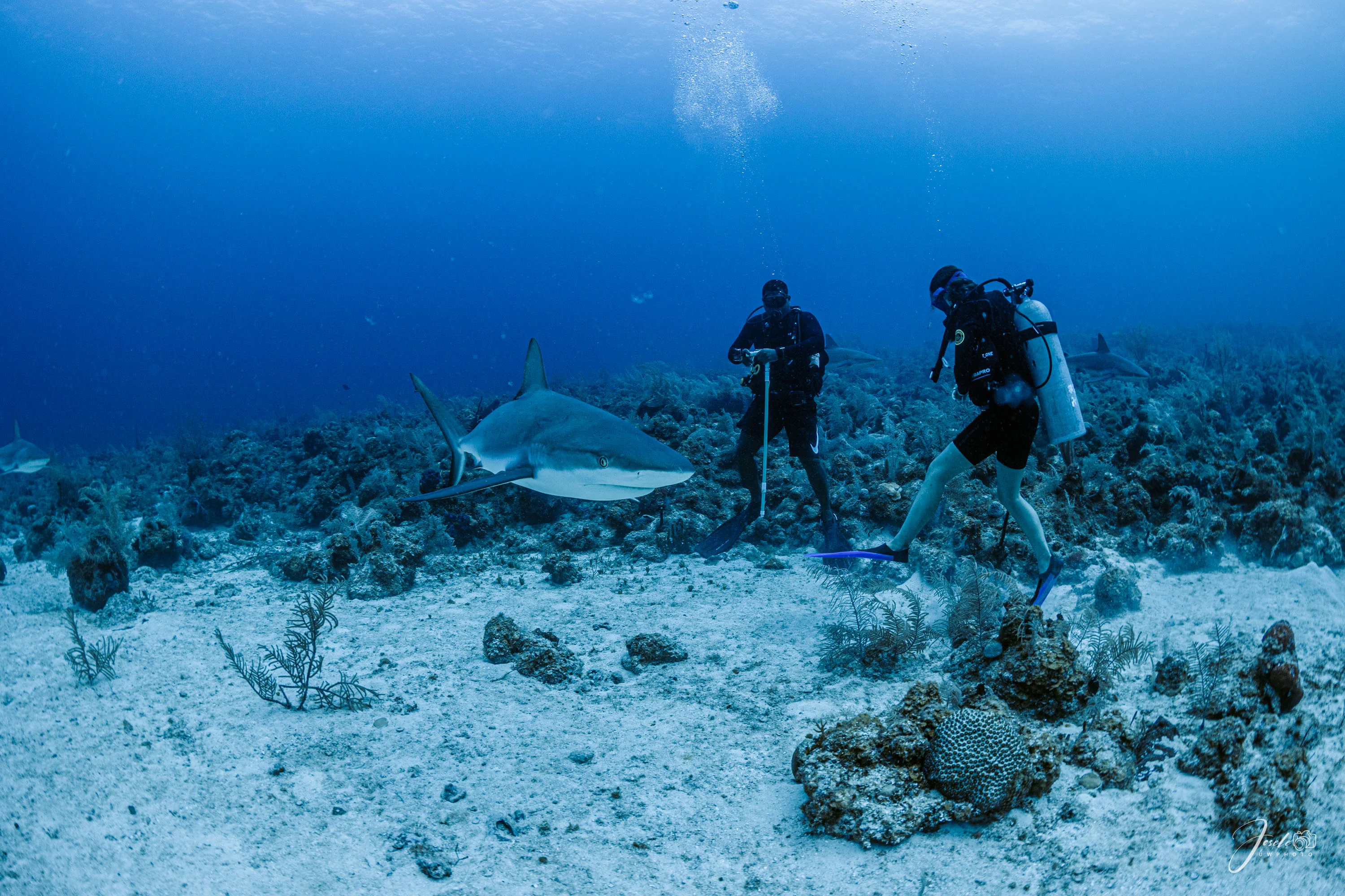 Ocean Paradise Scuba Diving