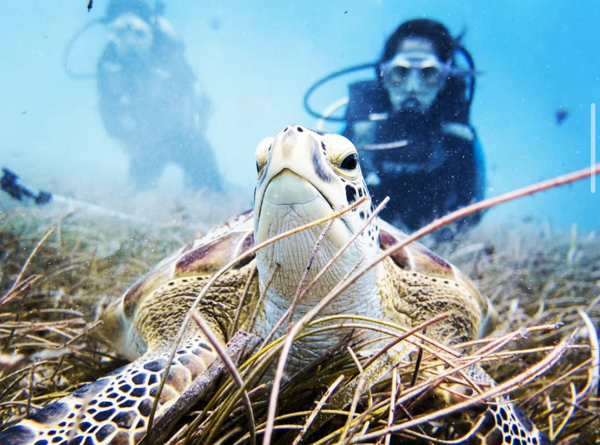 Doble Fun Dive