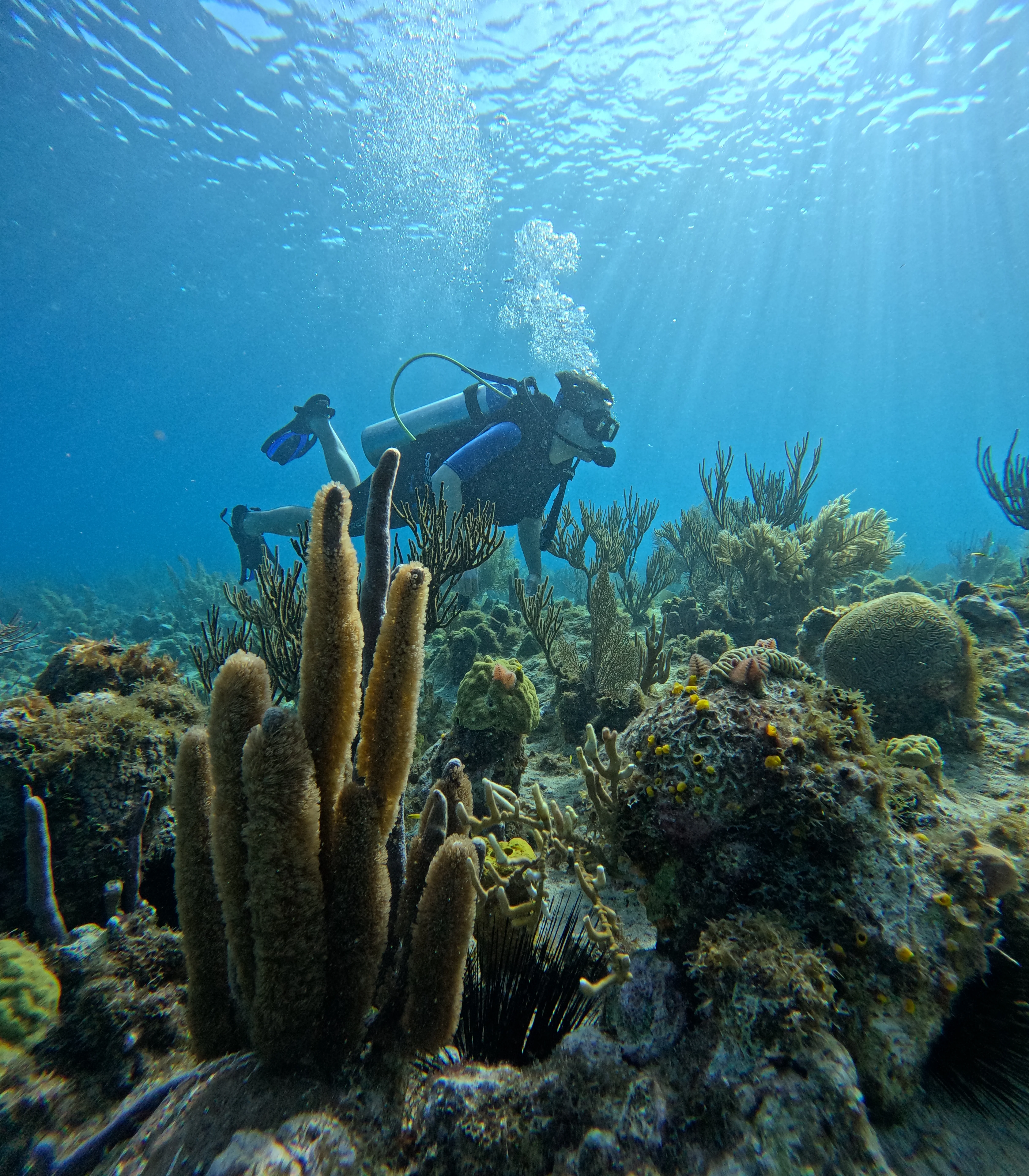Discovery Scuba Diving Experience