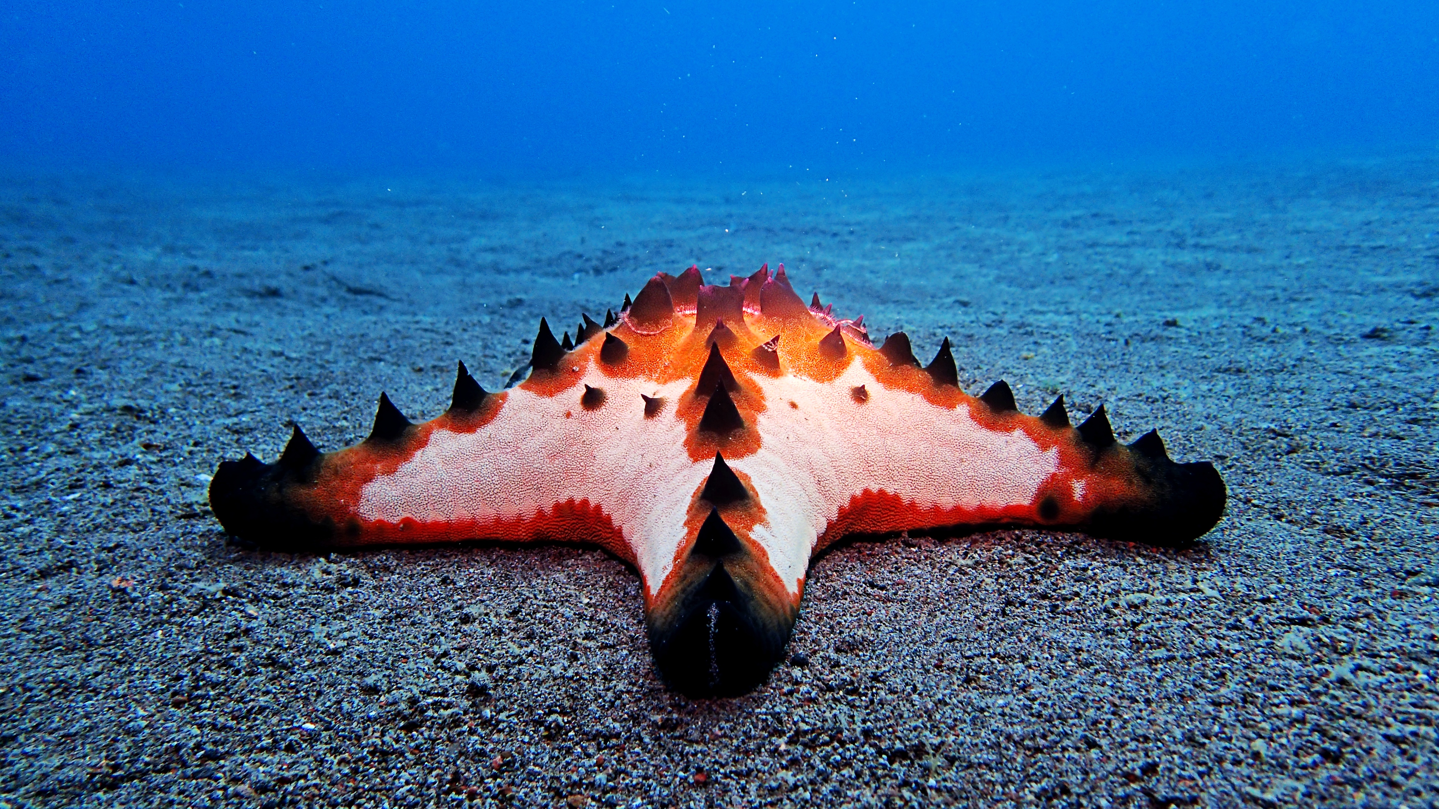 Try Scuba Diving