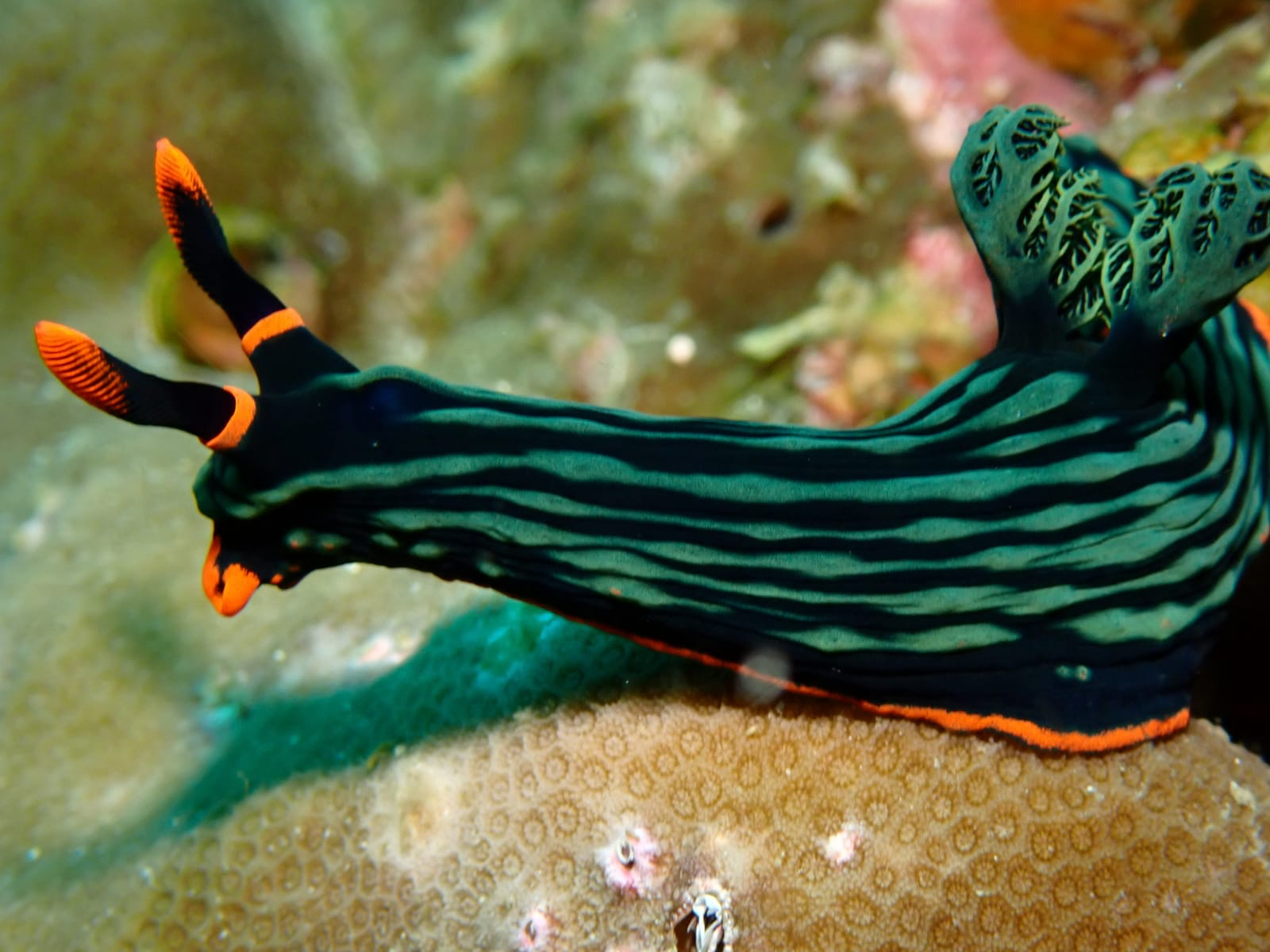 Advanced Open Water Diver Course