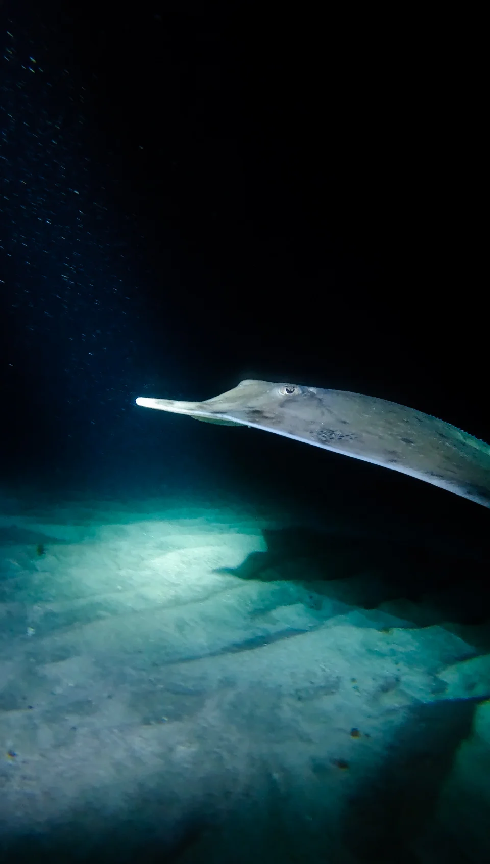 Fun Diving Tenerife. Shore & Boat Dives | Barbarian Diving"