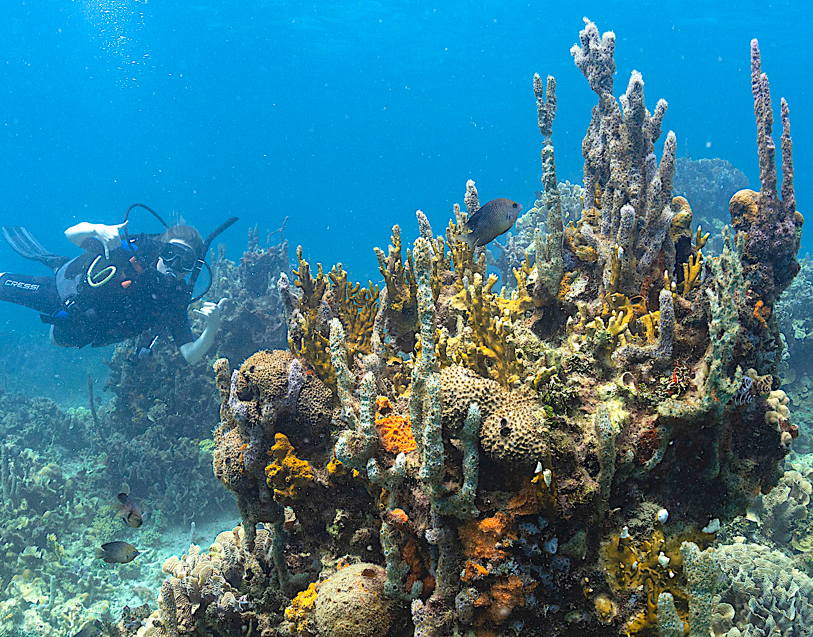 DIVE MASTER PADI COURSE