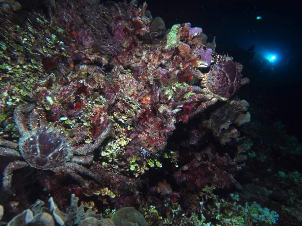 ADVANCED DIVING PADI COURSE