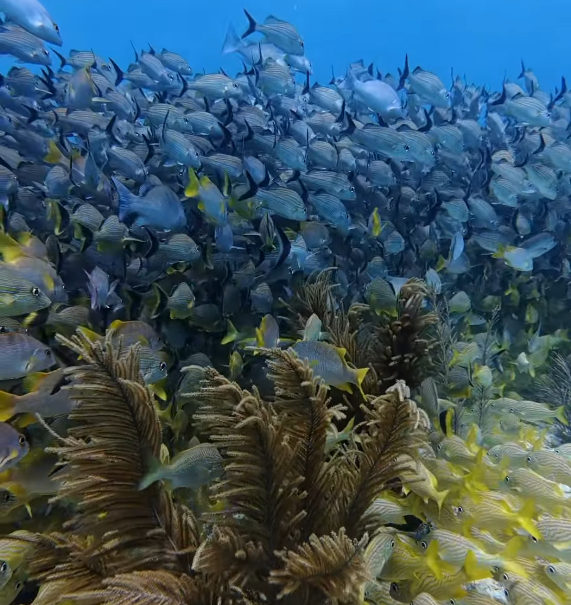 Fun Dive