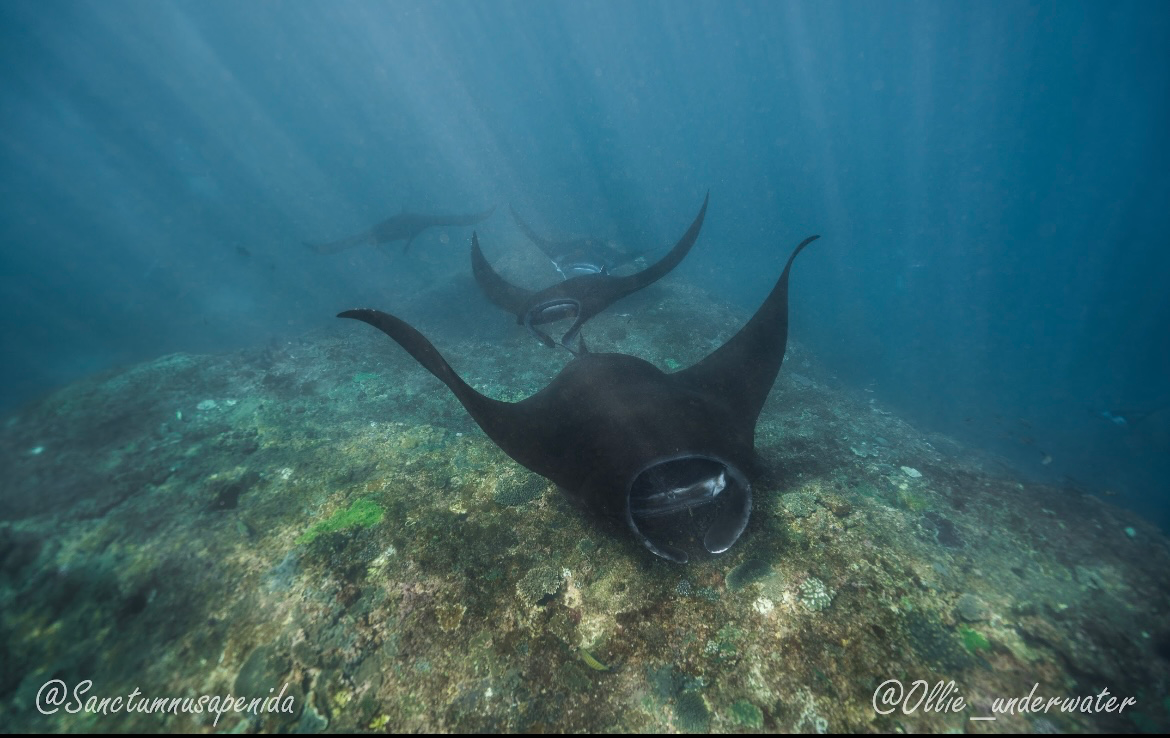 Buceo Con Mantas