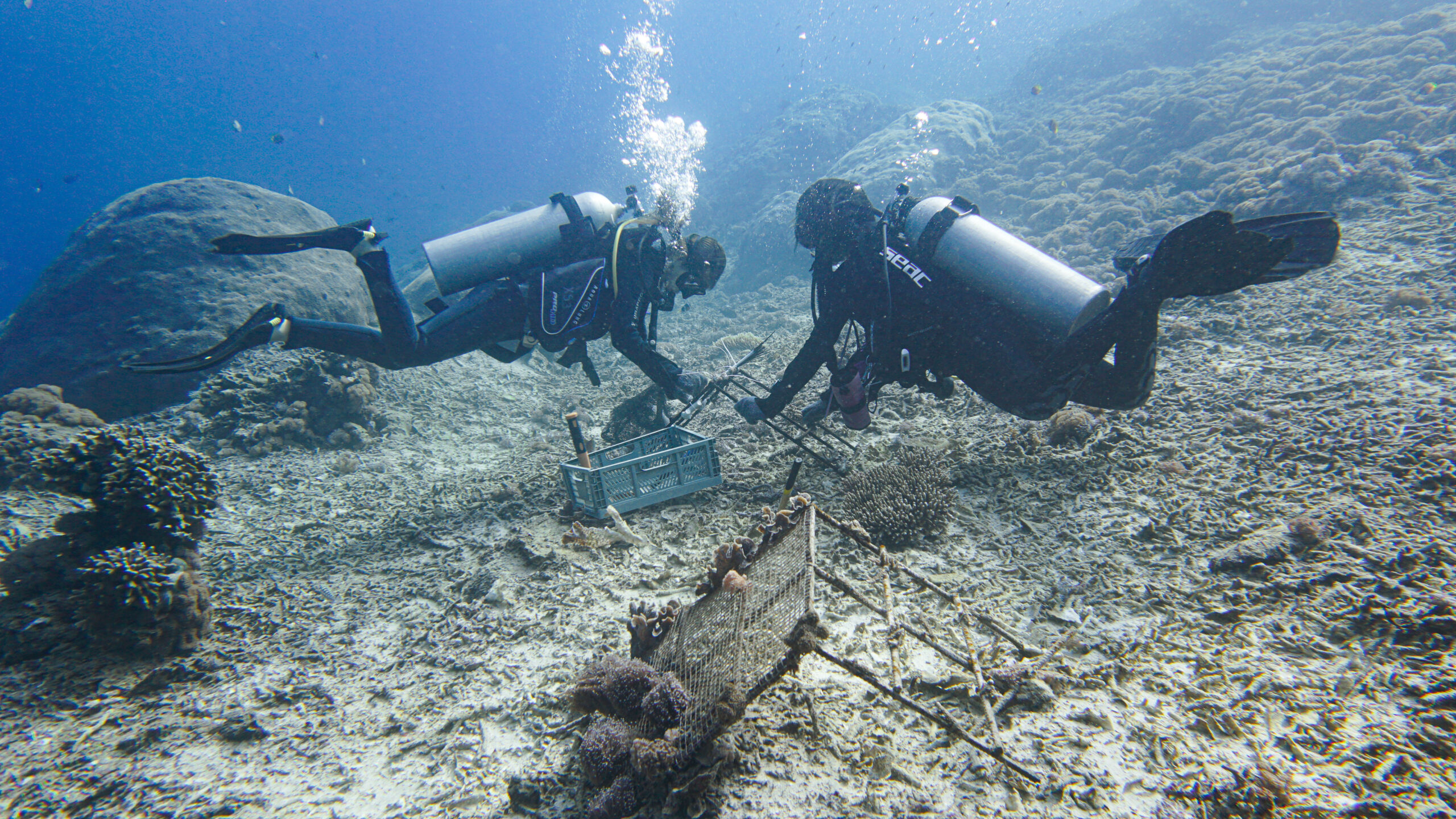 Full Conservation Course