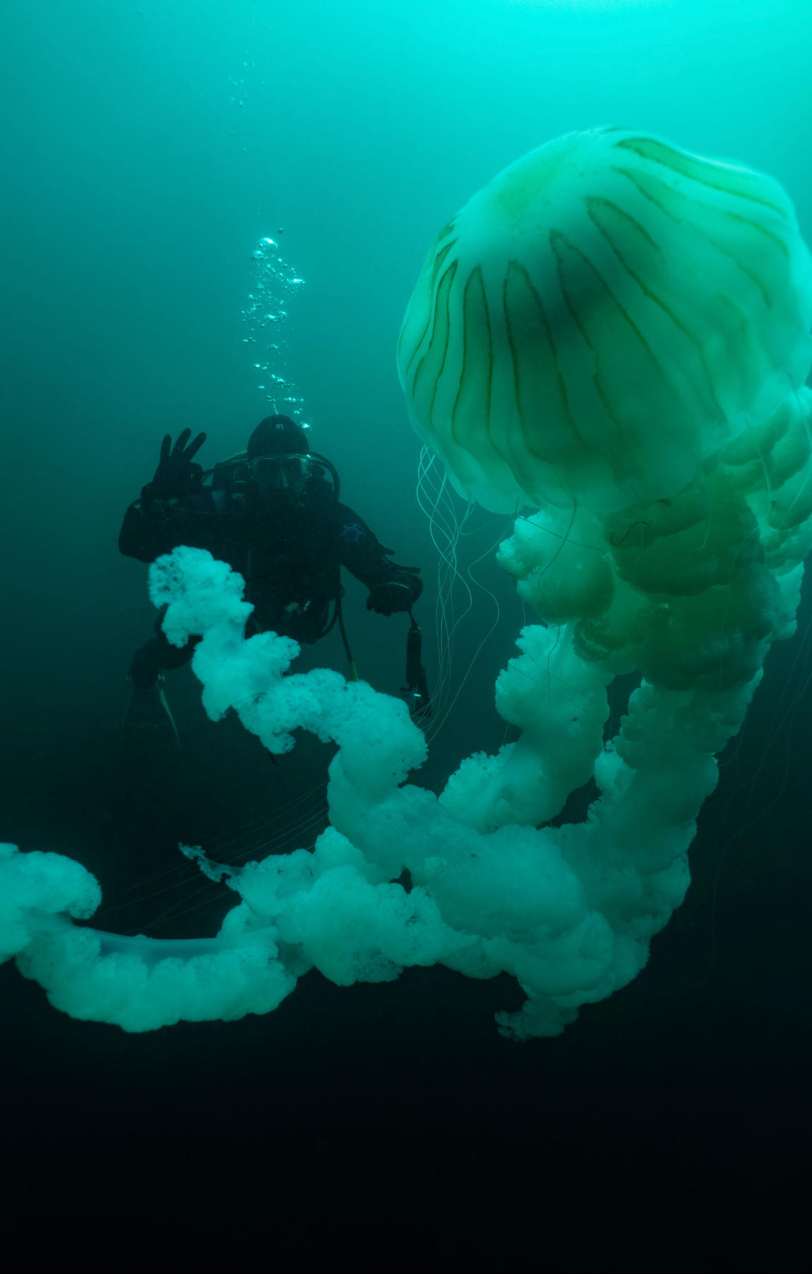 OPEN WATER DIVER PADI