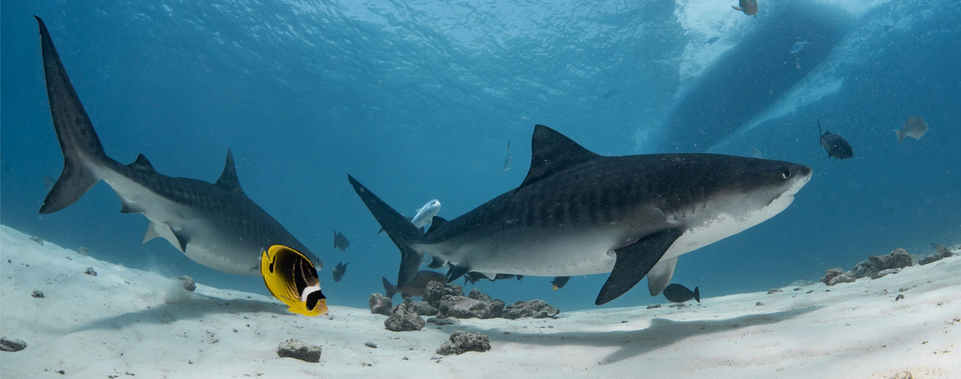Tiger Shark Experience