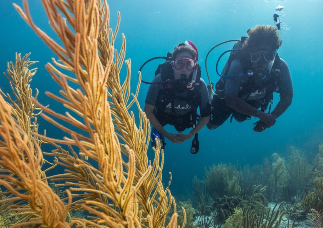 Open water Diver
