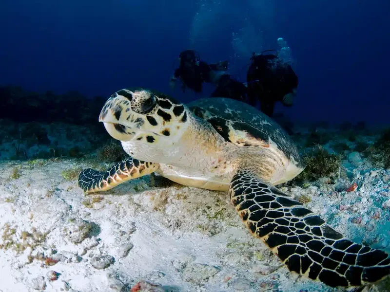 PADI Open Water Course
