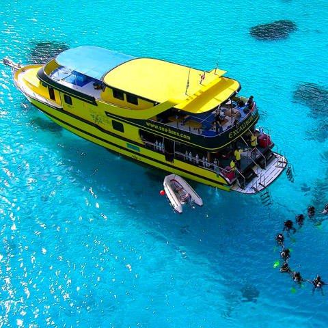Sea Bees Diving