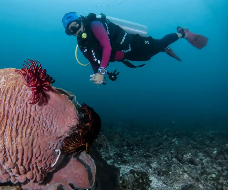 Fun Dive