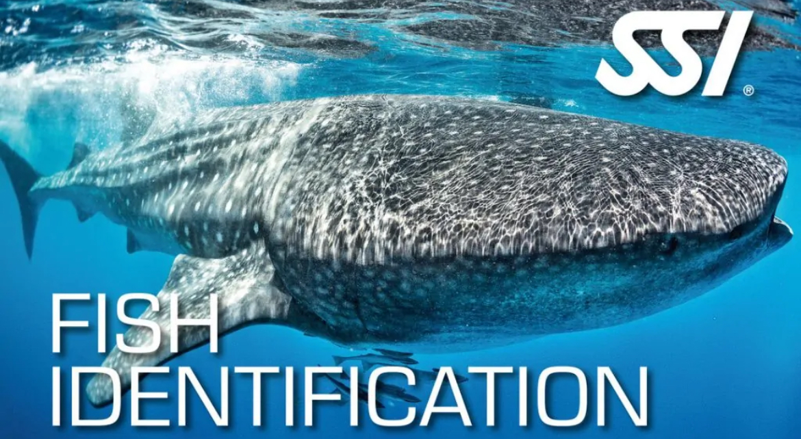 SSI Fish Identification