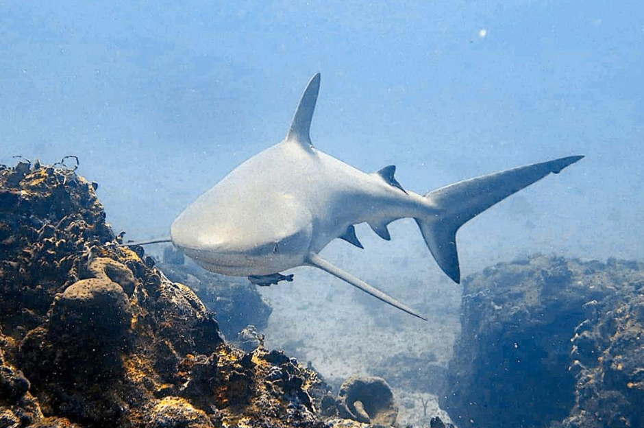 OPEN WATER DIVER