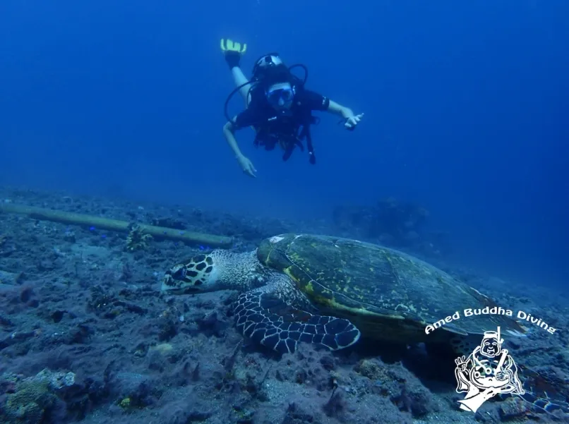 SSI Open Water Diver