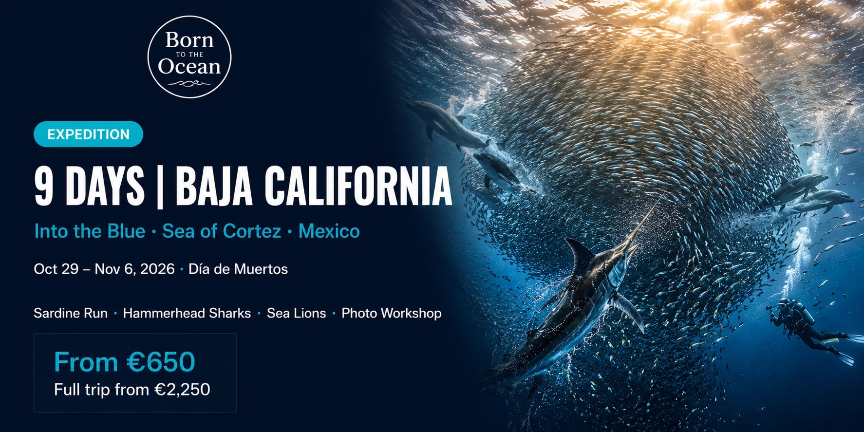 Baja California Sur "Into the Blue" – Expedición de Buceo