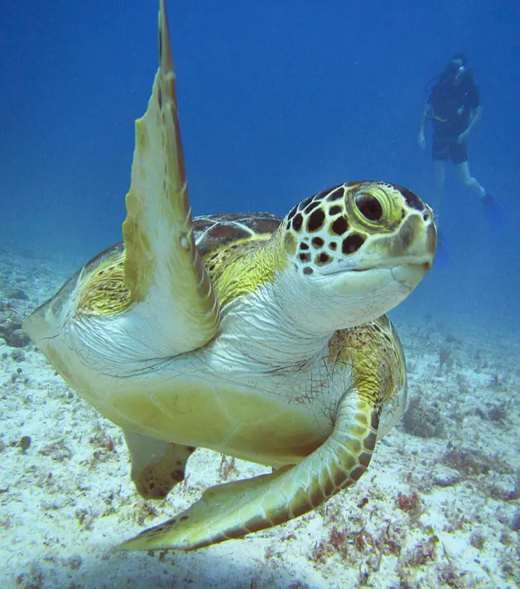 Buceo en el Arrecife Playa – Excursión de 2 tanques