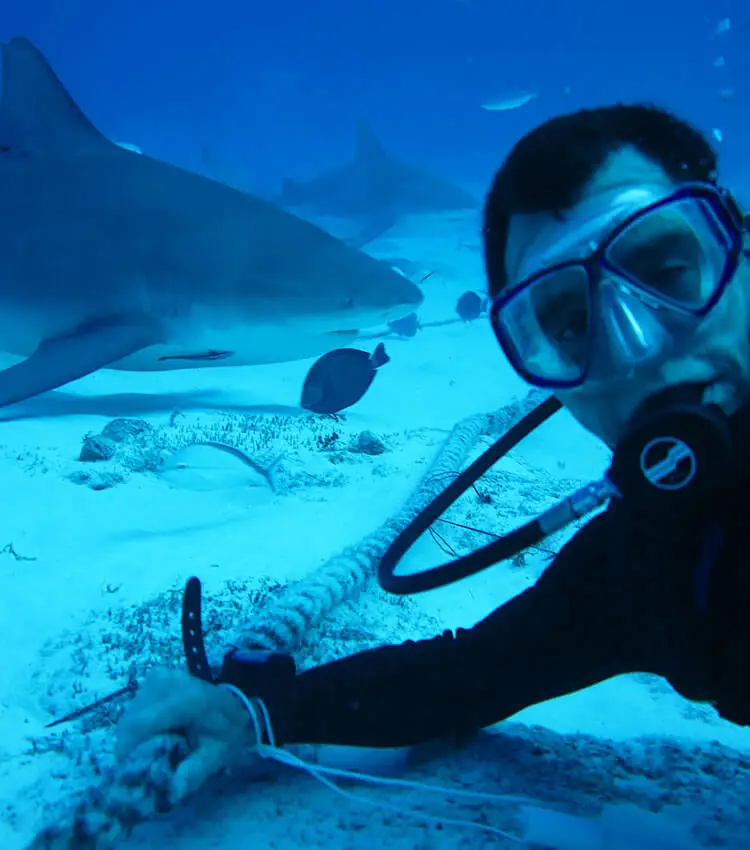 Encuentro con un tiburón toro