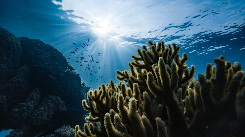 Open Water Diver