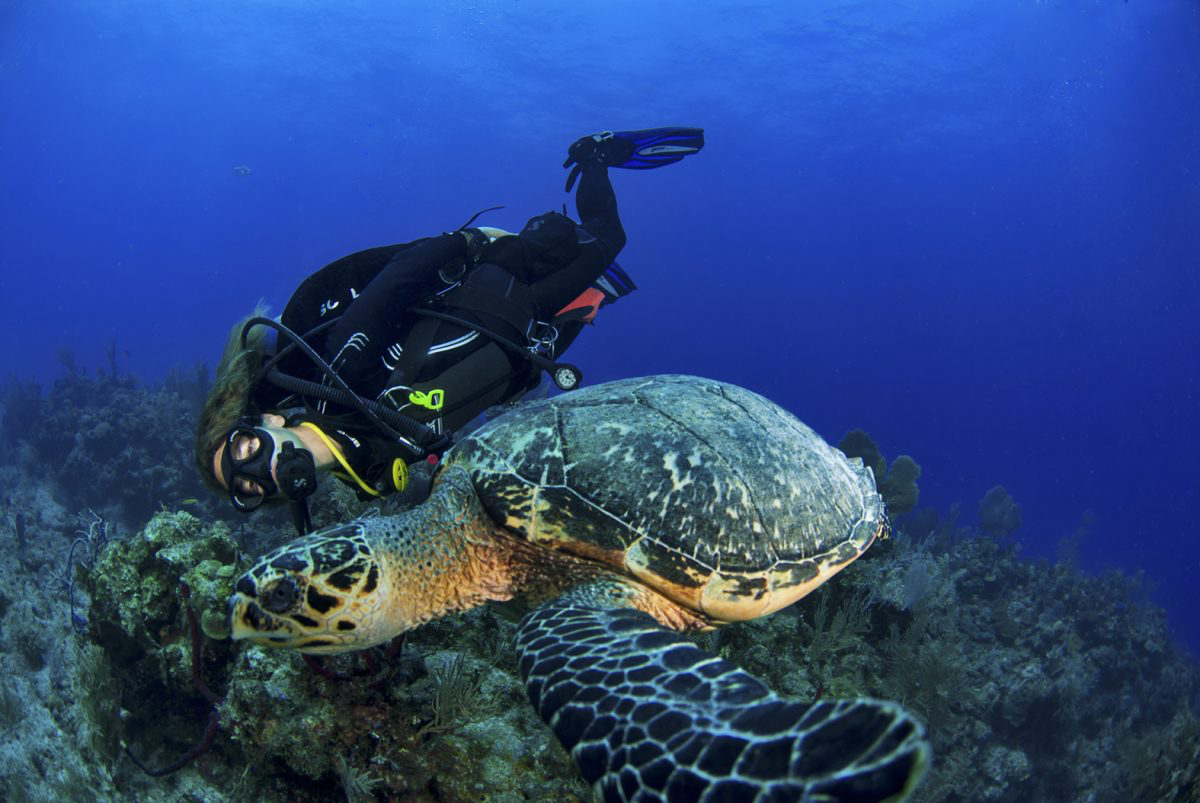 BUCEO EN MAHAHUAL
