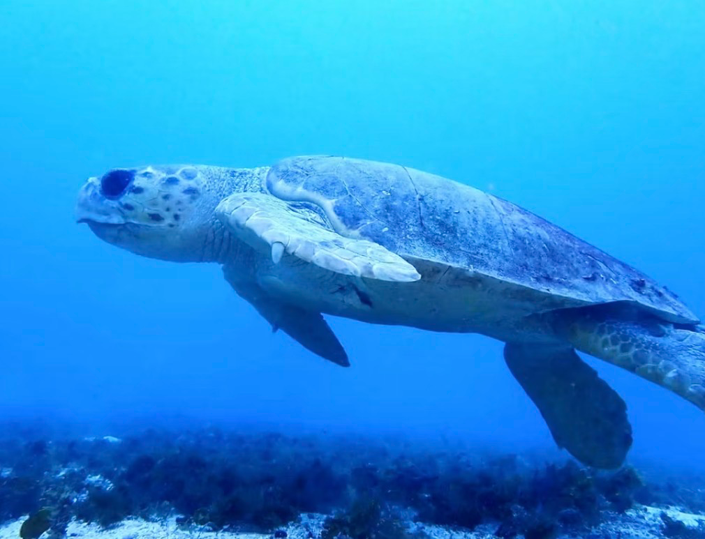 Fun Dive